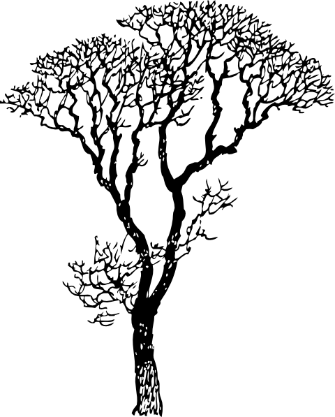 480x597 Bare Tree Clip Art