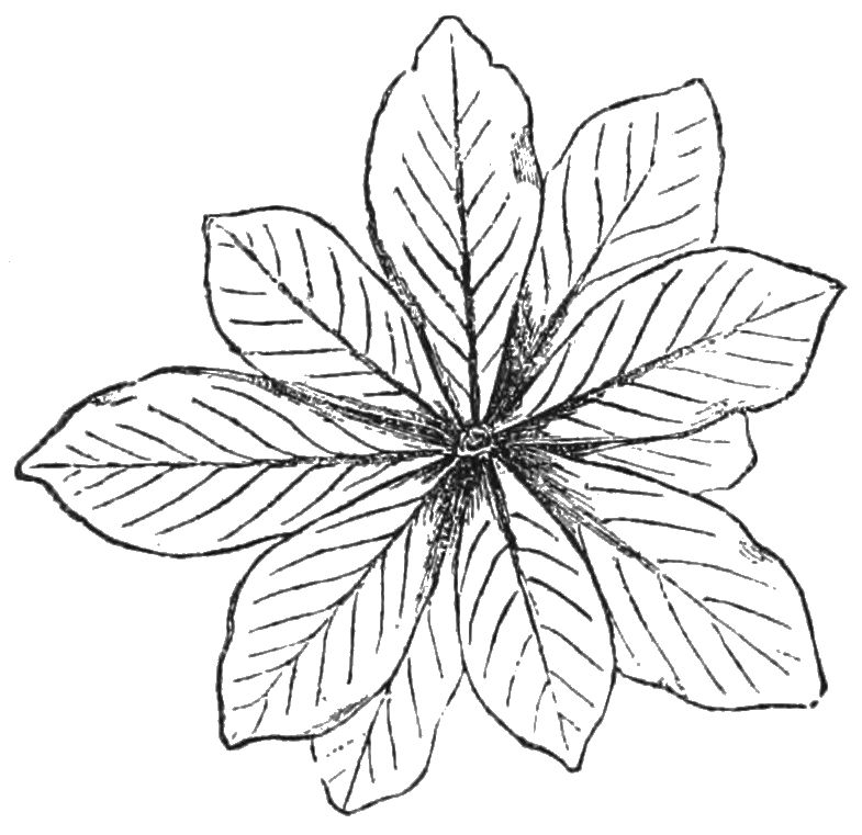 785x761 Filepsm V27 D504 The Bulbous Shape Of Plants From Arid South