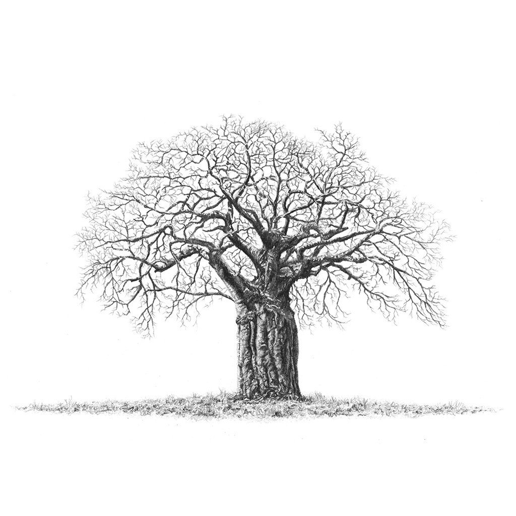 1024x1024 Matthew Bell Baobab Art