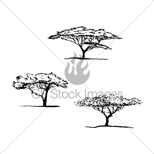 500x500 Vector Silhouette Of Acacia Tree. African Tree Gl Stock Images