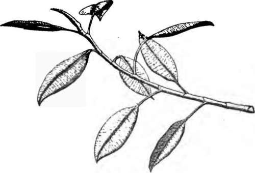 500x340 African Rubbers