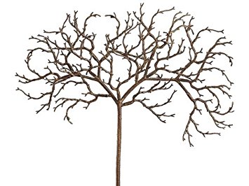 355x266 18 African Twig Spray Brown (Pack Of 12) Home Amp Kitchen
