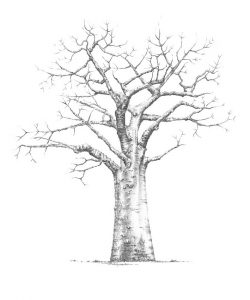 250x300 Baobab