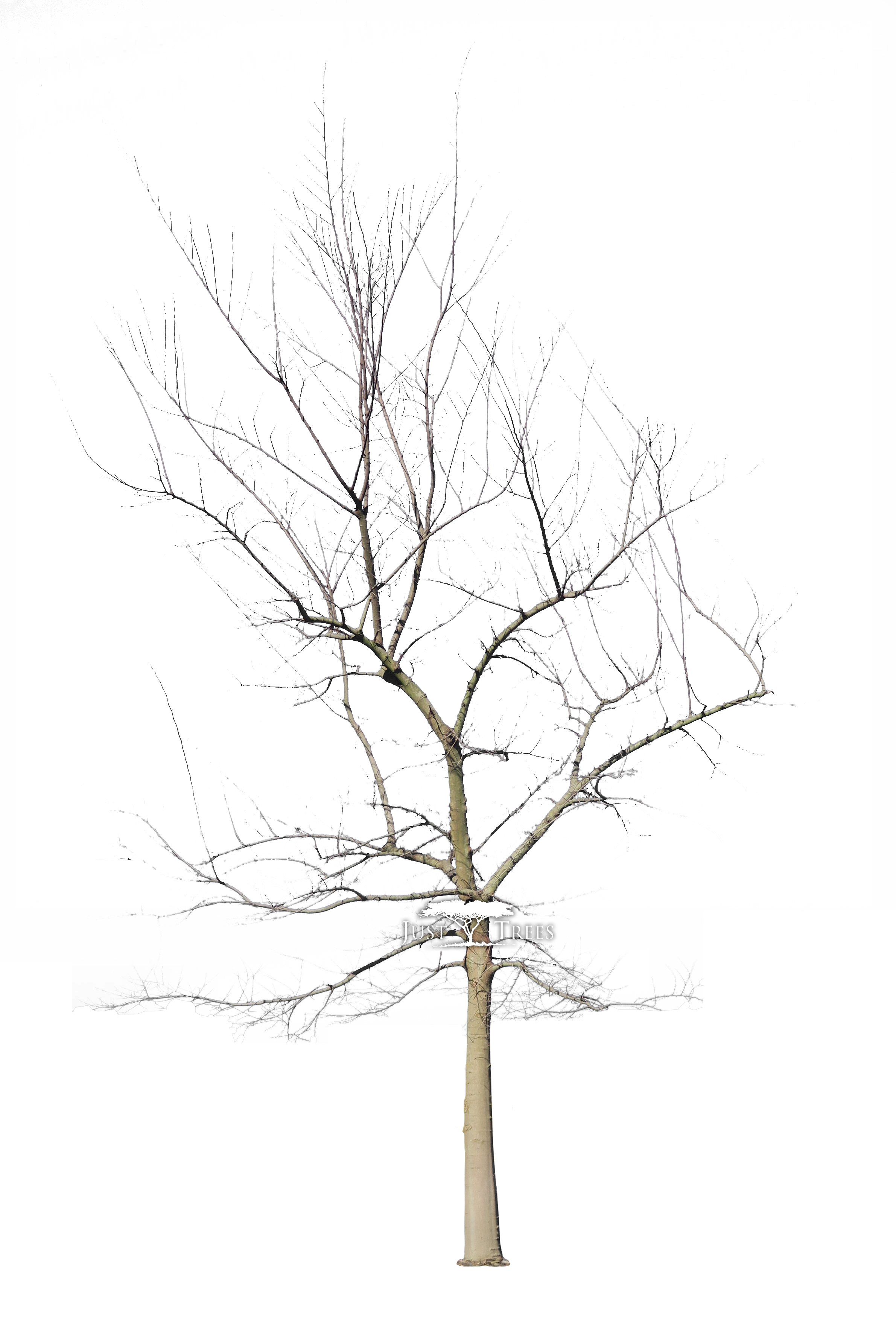 2381x3515 Celtis Sinensis Common Names Chinese Hackberry, White Stinkwood