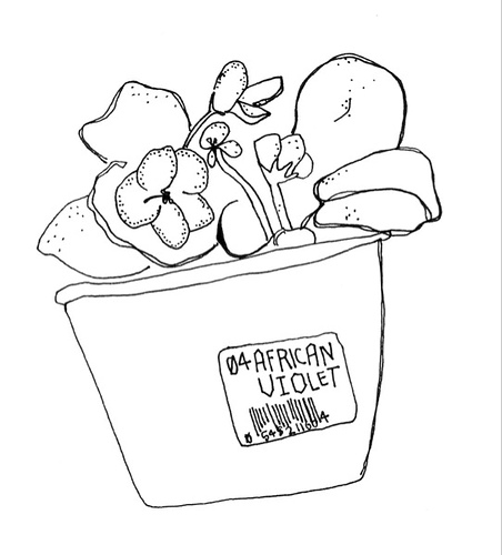 African Violet Drawing