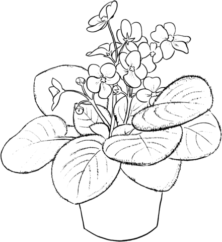 441x480 Saintpaulia Ionantha Or African Violet Coloring Page Free