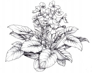 300x240 Saintpaulia The African Violet For Protection Amp Spirituality