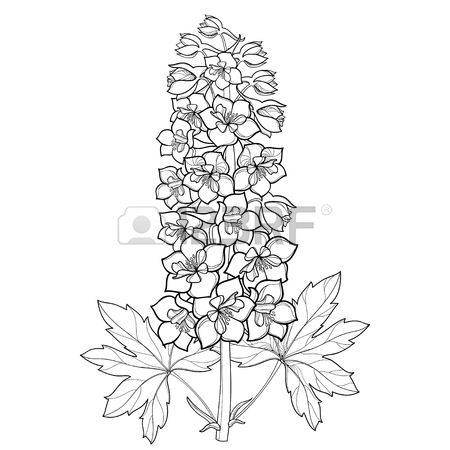 450x450 Set With Outline Saintpaulia Or African Violet Flower And Leaf