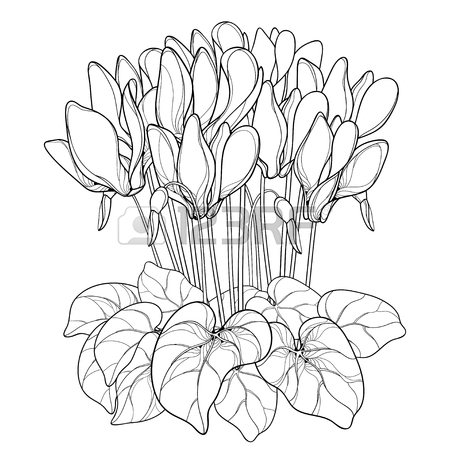 450x450 Bouquet With Outline Saintpaulia Or African Violet Flower And Leaf