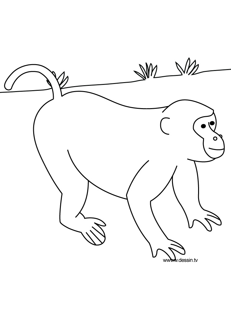 744x1052 Coloring Monkey