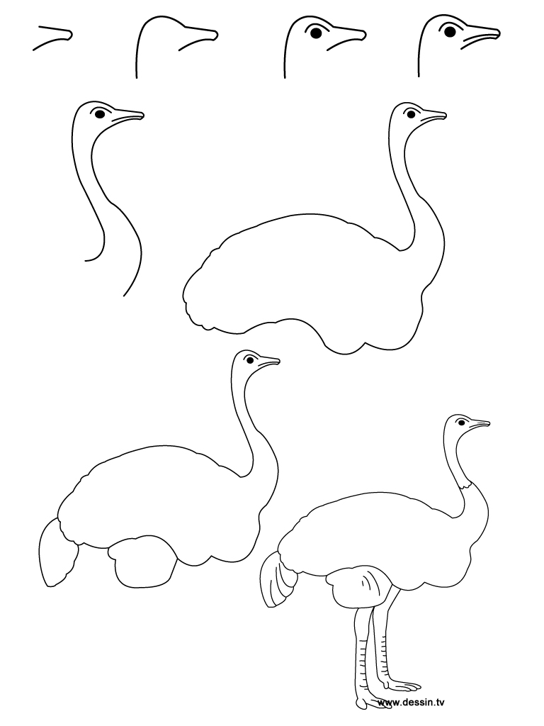768x1024 Drawing Ostrich