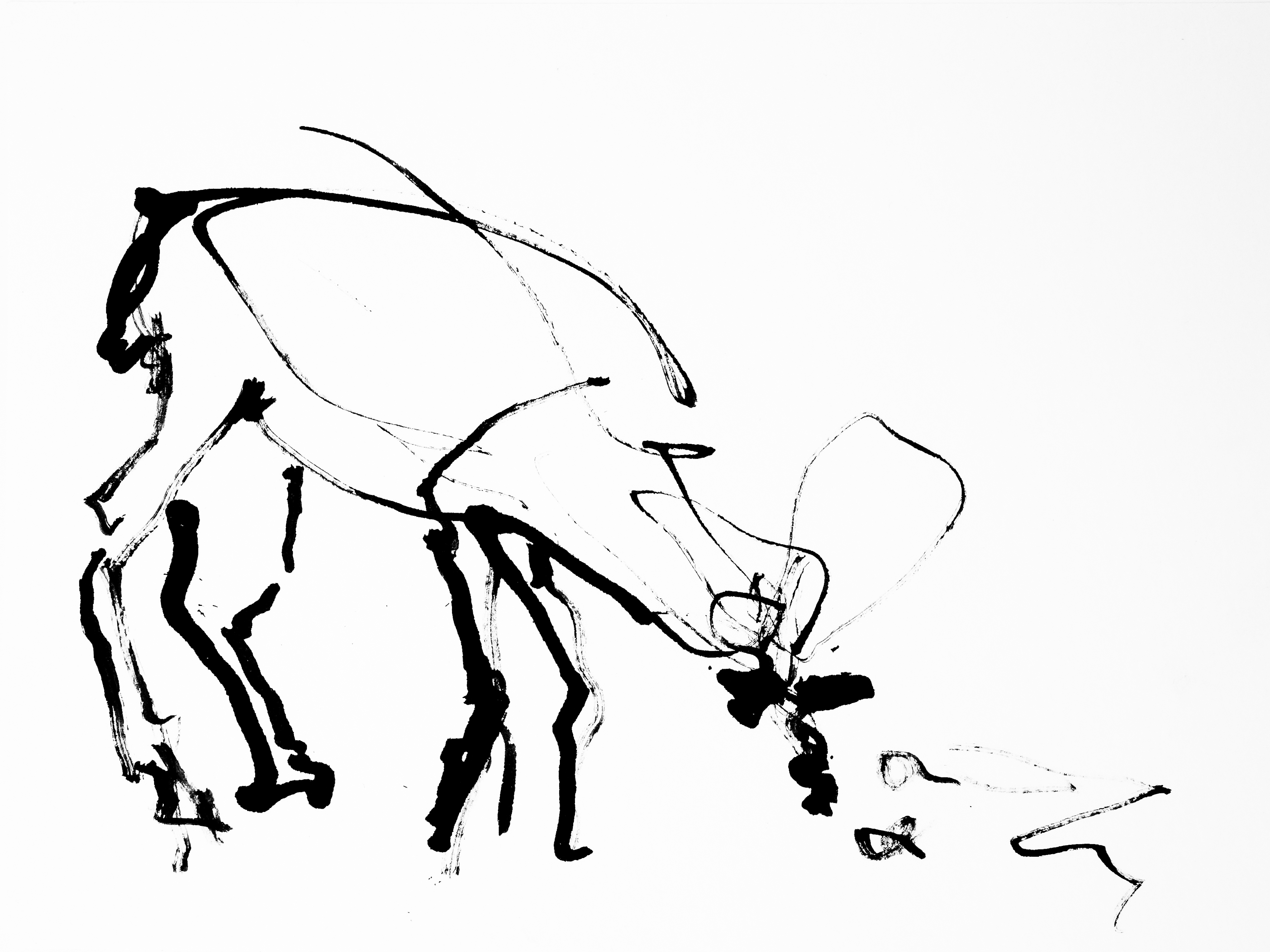 3543x2657 Animals Carla's Blog