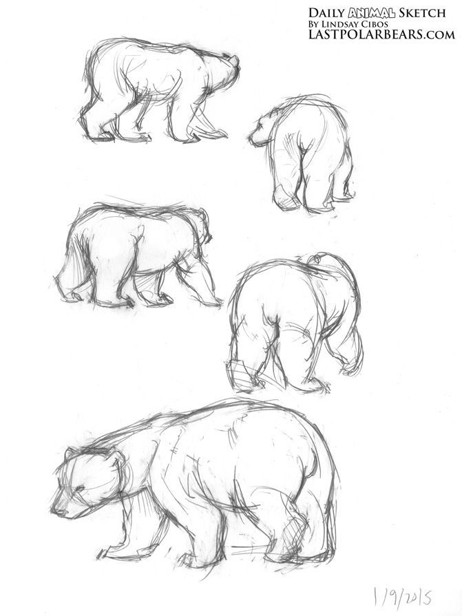 671x895 602 Best Drawing Game Animals Images On Wild Animals