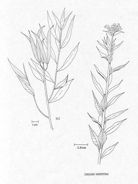 468x622 Blue Agave Drawing Pics