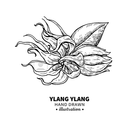 450x450 Blue Agave. Tequila Ingredient Vector Drawing. Engraving