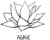 204x162 Calico Jack's Bar Agave Plant By Vibraven333 Pintada