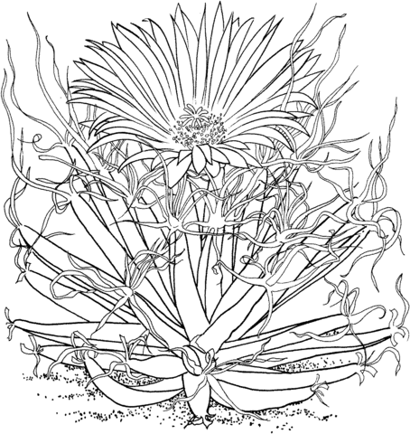 454x480 Leuchtenbergia Principis Or Agave Cactus Coloring Page Free