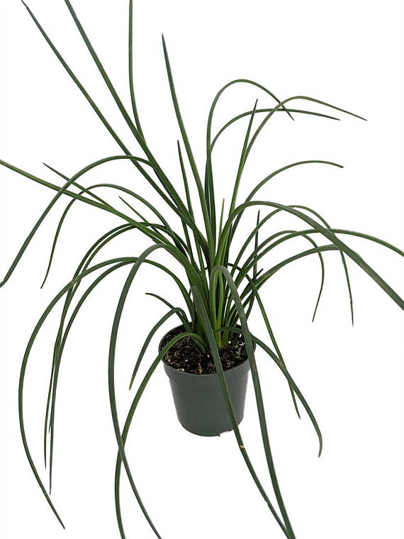 570x760 Spaghetti Strap Agave Plant