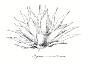 300x221 The Raicilla Spirit