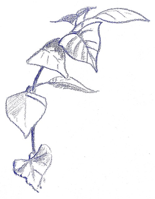 500x644 Colored Pencil Plein Air Drawing Week 10 Report