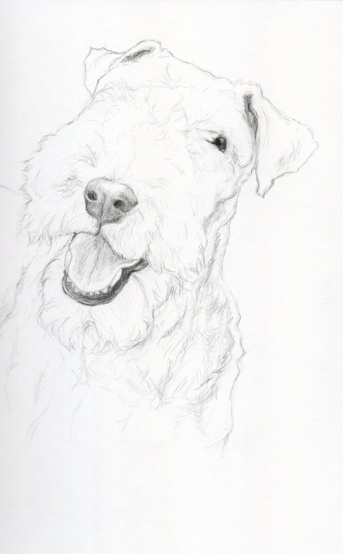 703x1135 D329 Airedale Terrier By Nordickestrel