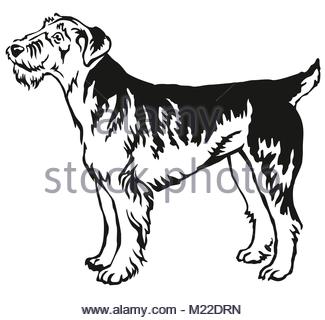 325x320 Vector Sketch Dog Airedale Terrier Breed Stock Vector Art