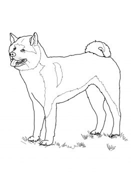 262x350 American Akita Favorite Dog Colouring Pages