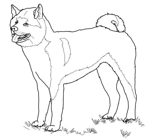 480x448 American Akita Coloring Page Free Printable Coloring Pages