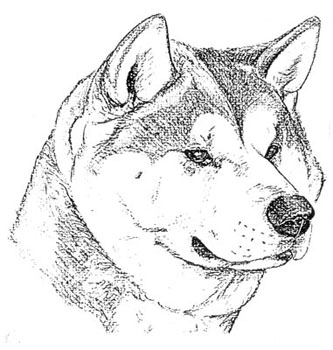 333x350 Website Caccia