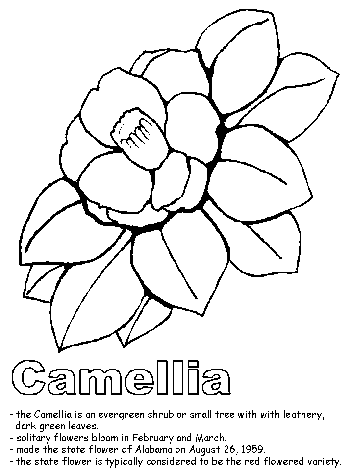 718x957 Camellia Coloring Page