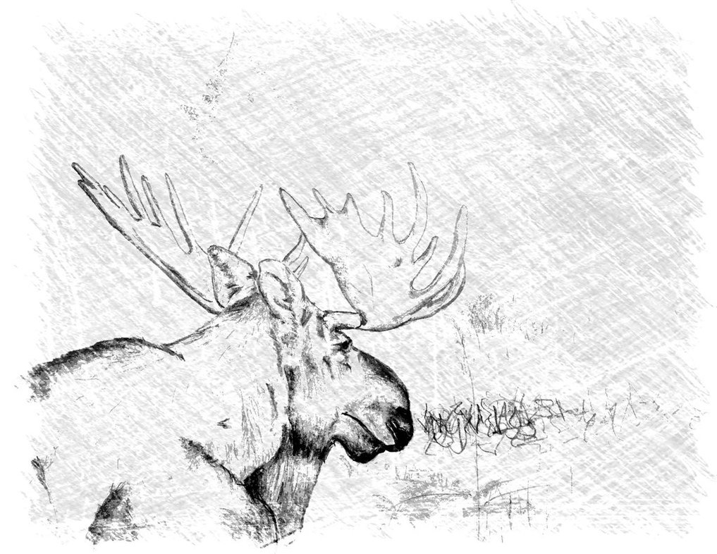 1017x786 Alaska Moose Sketch