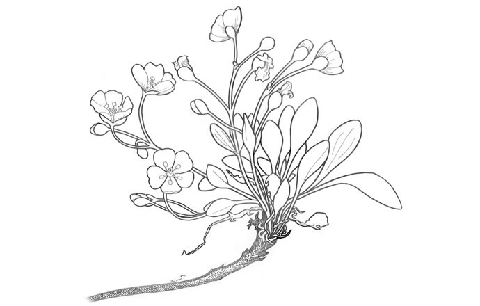 690x440 Alaska Center For Conservation Science Fostering Research