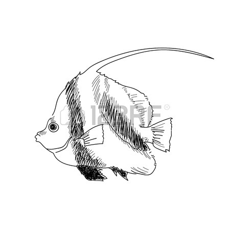 450x450 Alaska Crab Hand Drawn Sketch Illustrations Of Engraved Line Stock