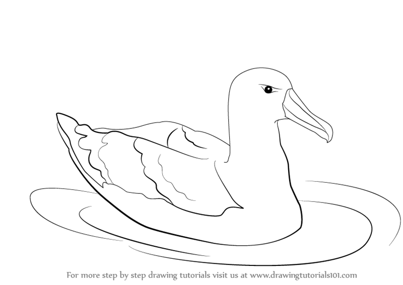 800x566 Learn How To Draw A Albatross (Seabirds) Step By Step Drawing