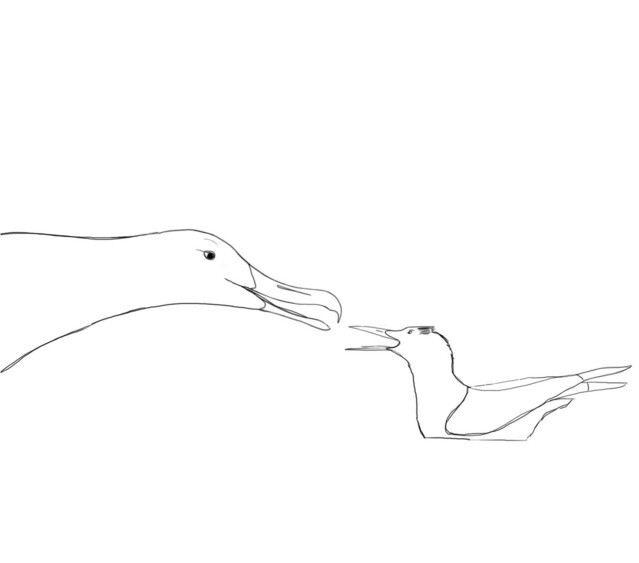 639x563 Pelagic Snack (Albatross Vore Animation) By Gbbgull