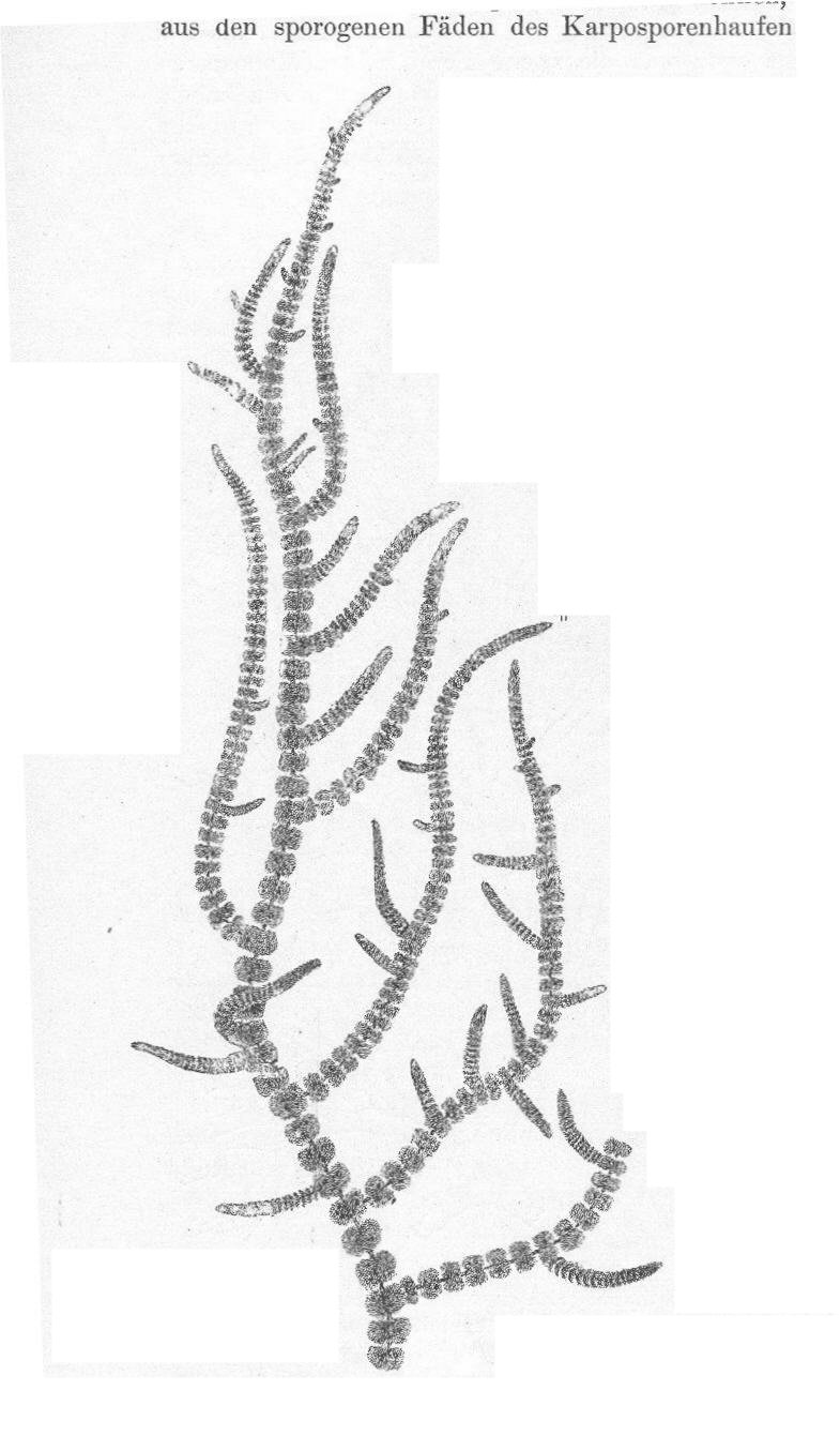 785x1355 Botany Professor Into The Ocean Without A Paddle