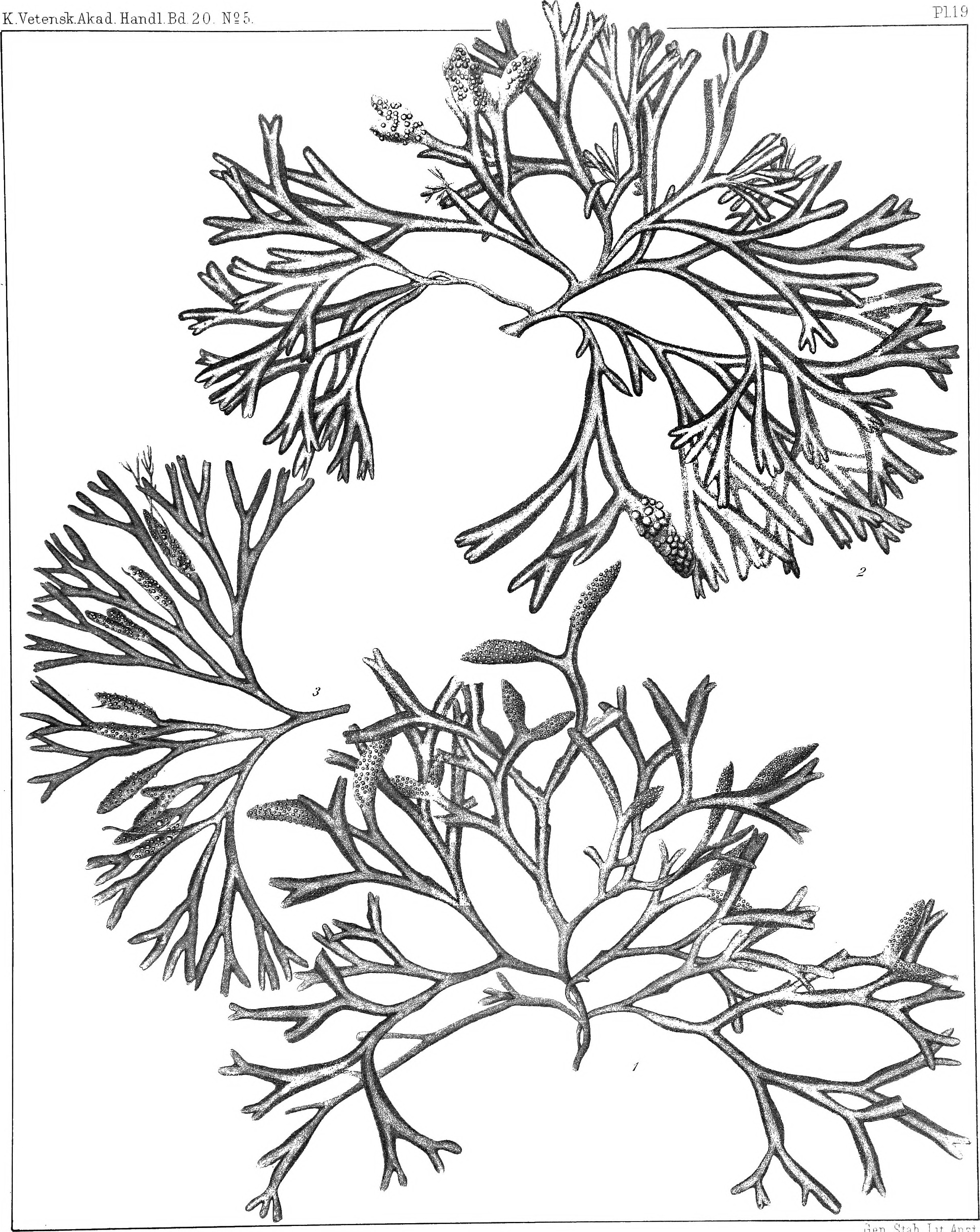 2440x3068 Filethe Algae Of The Arctic Sea, A Survey Of The Species