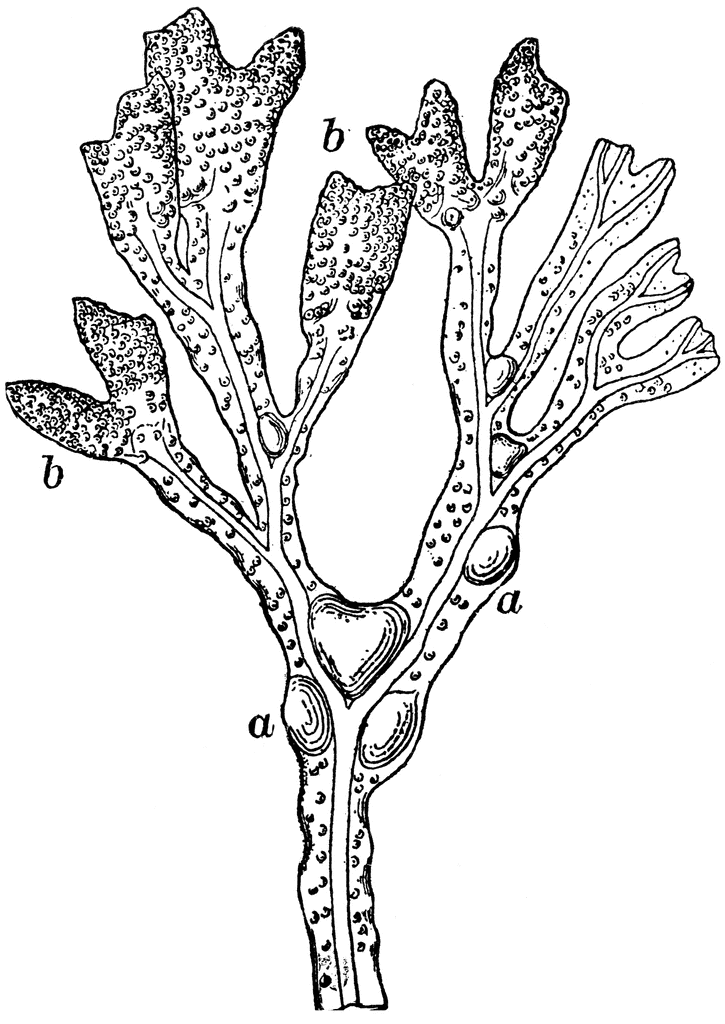 725x1024 Fructifying Tip Of A Frond Of Rockweed Clipart Etc