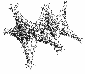 293x255 Mic Uk Microscopy Uk