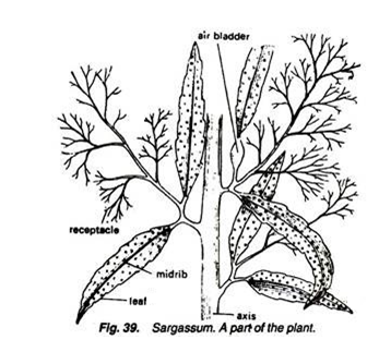 347x312 Morphology Of Sargassum (With Diagram) Algae