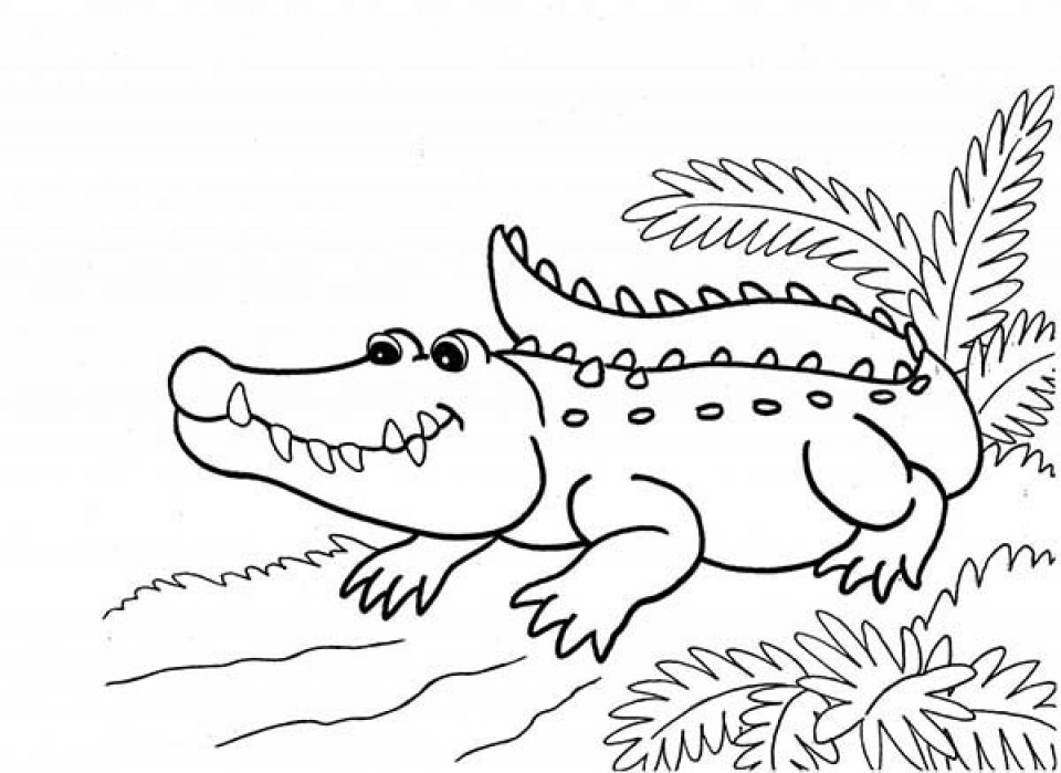 960x699 Alligator Coloring Sheets