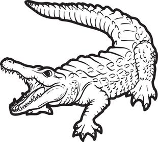 310x278 Alligator Coloring Page