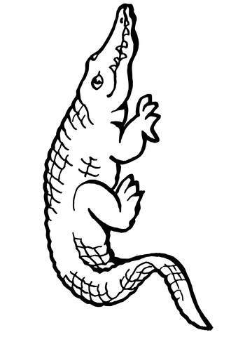 360x480 American Alligator Coloring Page Free Printable Coloring Pages
