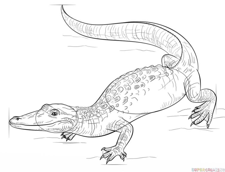 754x575 How To Draw A Realistic Alligator Step By Step Drawing Tutorials