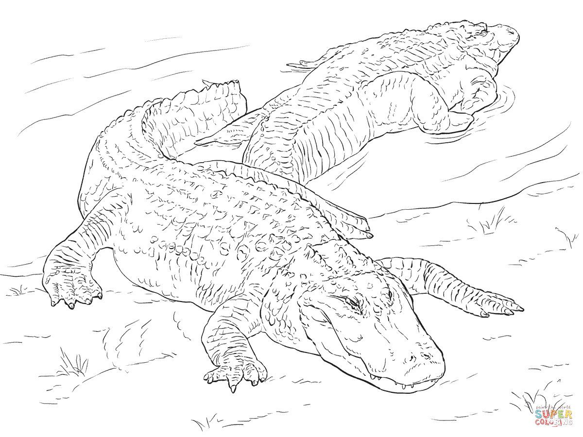 1200x900 Alligator Coloring And Drawing Coloring Pages