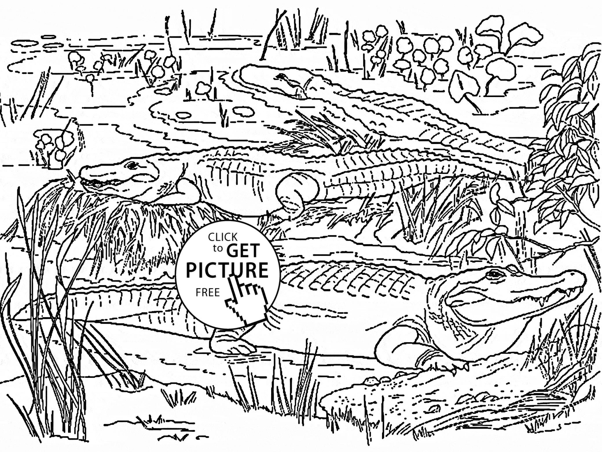 2080x1560 Alligators Coloring Page For Kids, Wild Animal Coloring Pages