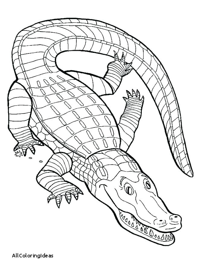 653x897 Elegant Alligator Coloring Page New Pictures Printable Power