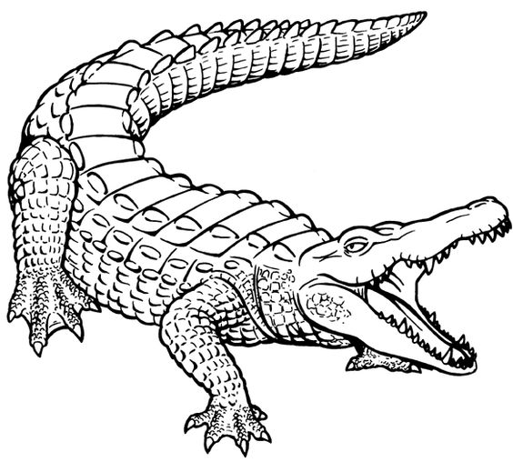 564x508 How To Draw A Crocodile Drawing And Art Crocodile