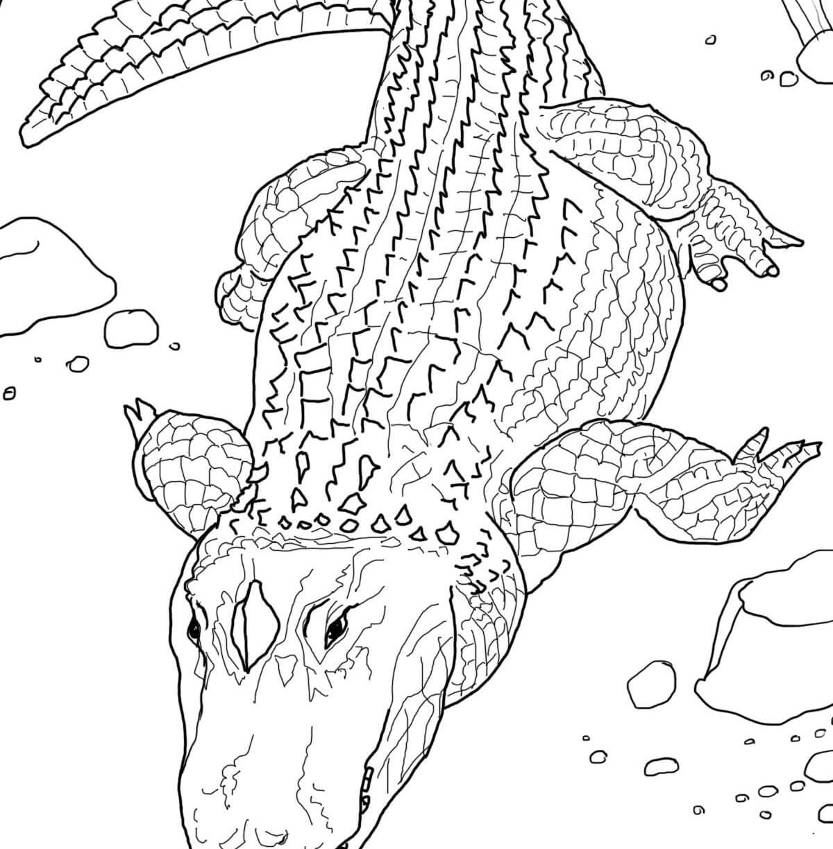 1200x1224 Inspirational Alligator Coloring Pages In For Toddler Free