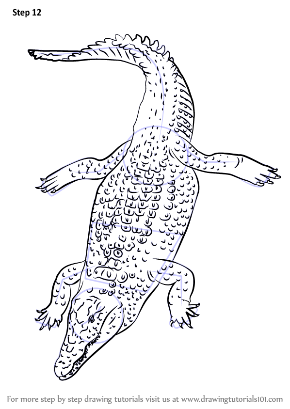 598x844 Learn How To Draw A Nile Crocodile (Reptiles) Step By Step